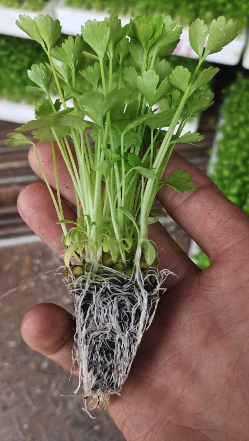 香芹苗