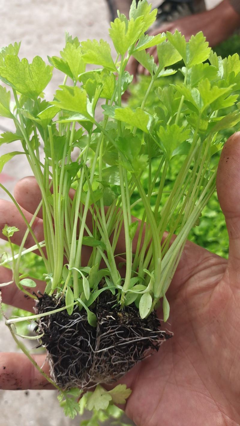 香芹苗