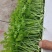 香芹苗