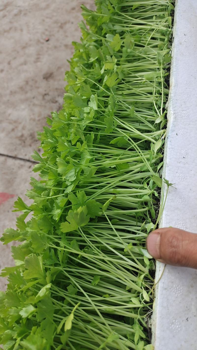 香芹苗