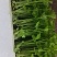 香芹苗
