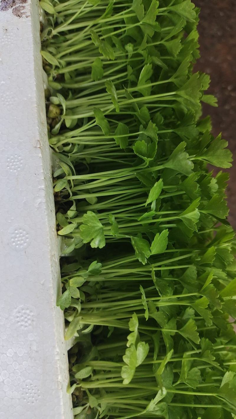 香芹苗