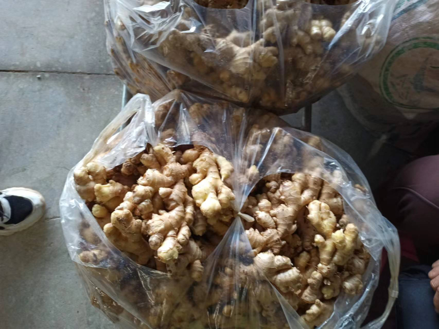 展示出口用的小黄姜标准化包装箱及集装箱装货现场 小黄姜出口包装与物流运输