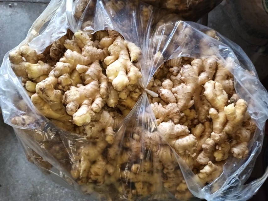 桌面上左侧放置一块新鲜小黄姜,带有泥土痕迹,旁边是一把不锈钢刀;右侧是一个透明玻璃瓶,内装橙黄色姜黄粉末,标签标注‘纯天然姜黄粉’字样 厨房中摆放的小黄姜与姜黄粉瓶对比图