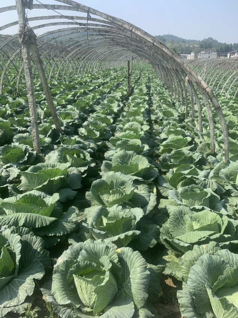 绿圆4号脆莲白松包菜，薄皮，口感脆甜，产地供货，品质好