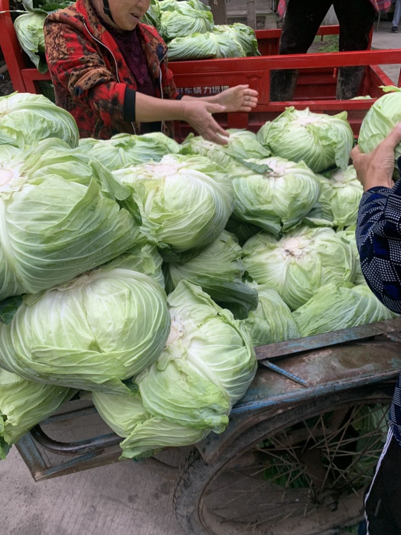 绿圆4号脆莲白松包菜，薄皮，口感脆甜，产地供货，品质好
