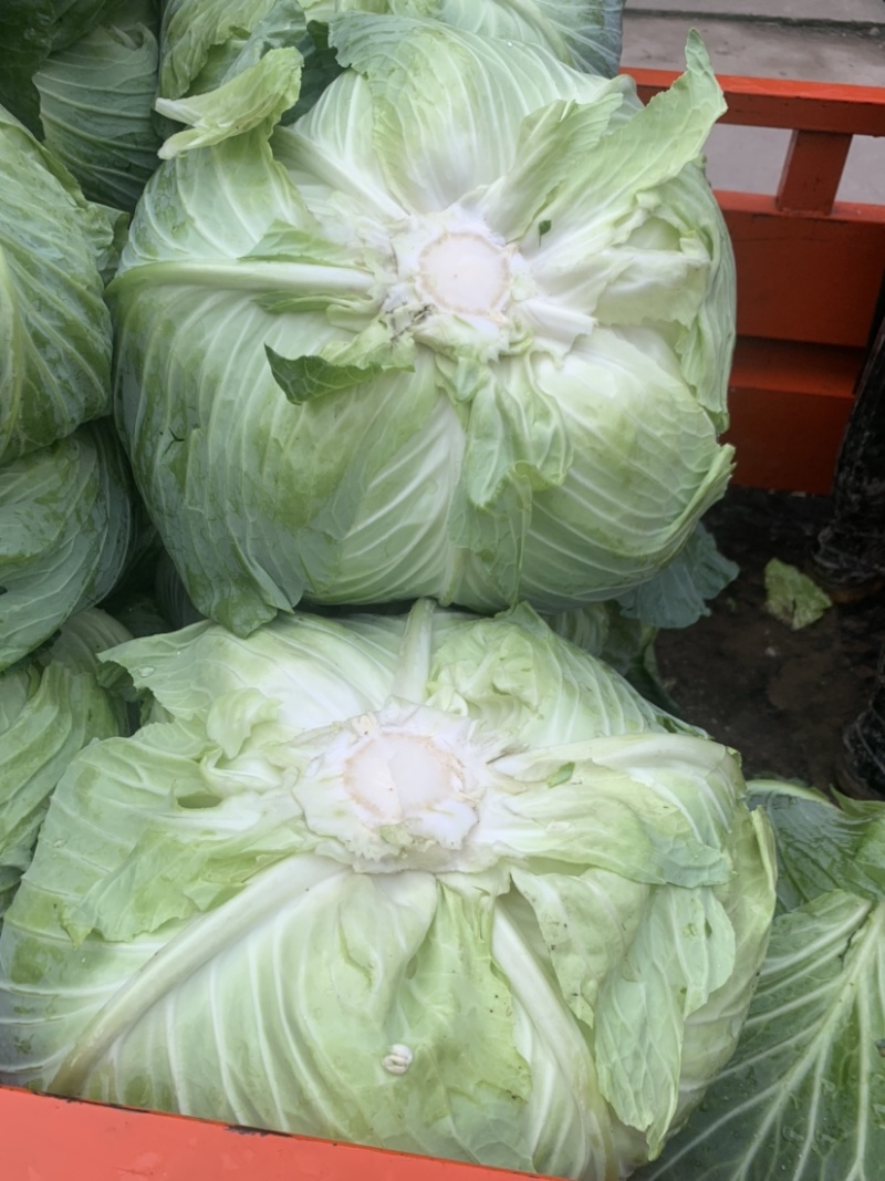 绿圆4号脆莲白松包菜，薄皮，口感脆甜，产地供货，品质好