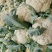 【热销】精品菜花、紧花，松花菜，一手货源，只做精品！