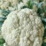 【热销】精品菜花、紧花，松花菜，一手货源，只做精品！