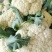 【热销】精品菜花、紧花，松花菜，一手货源，只做精品！