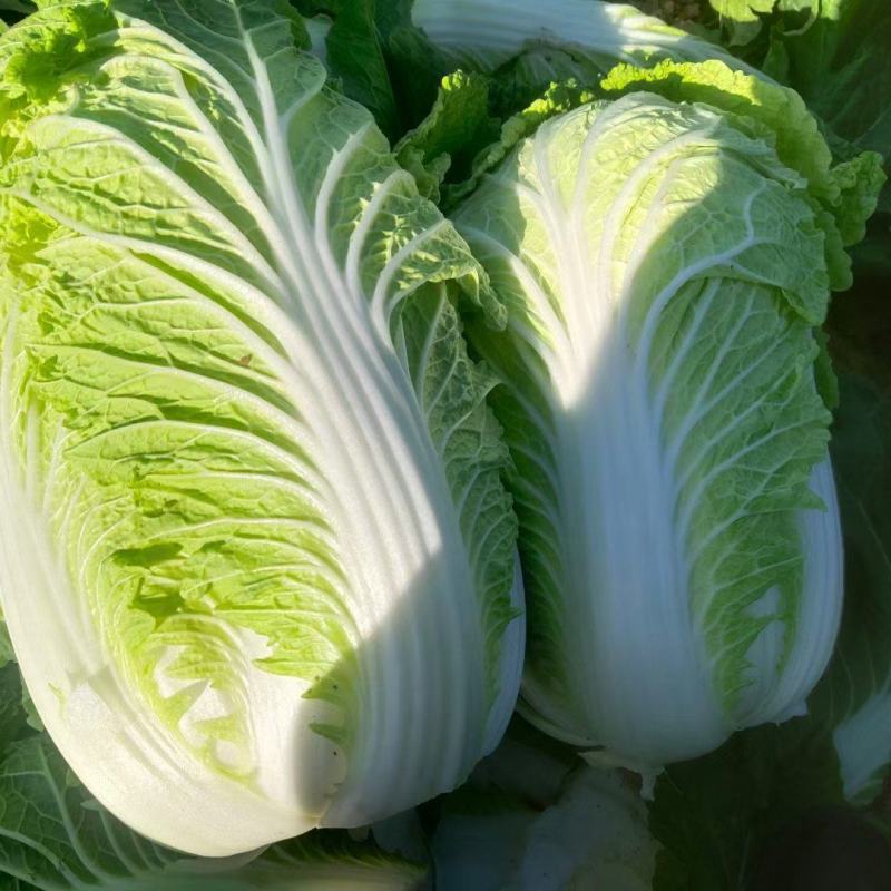 西瓜红红薯
