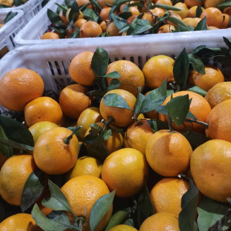 湖北宜昌蜜橘大量走货，国庆蜜橘颜色红，口感甜，入口化渣！