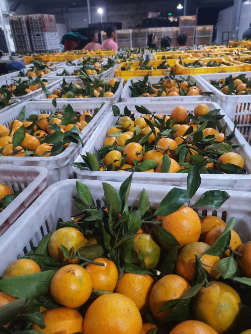 湖北宜昌蜜橘大量走货，国庆蜜橘颜色红，口感甜，入口化渣！