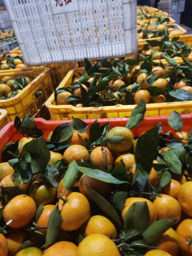 湖北宜昌蜜橘大量走货，国庆蜜橘颜色红，口感甜，入口化渣！