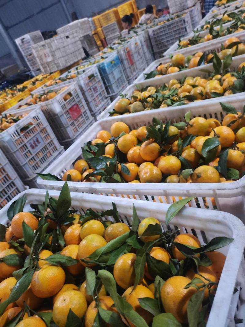 湖北宜昌蜜橘大量走货，国庆蜜橘颜色红，口感甜，入口化渣！