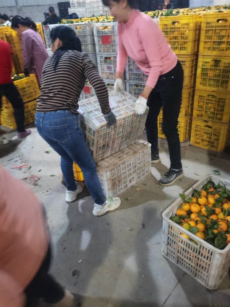 湖北宜昌蜜橘大量走货，国庆蜜橘颜色红，口感甜，入口化渣！