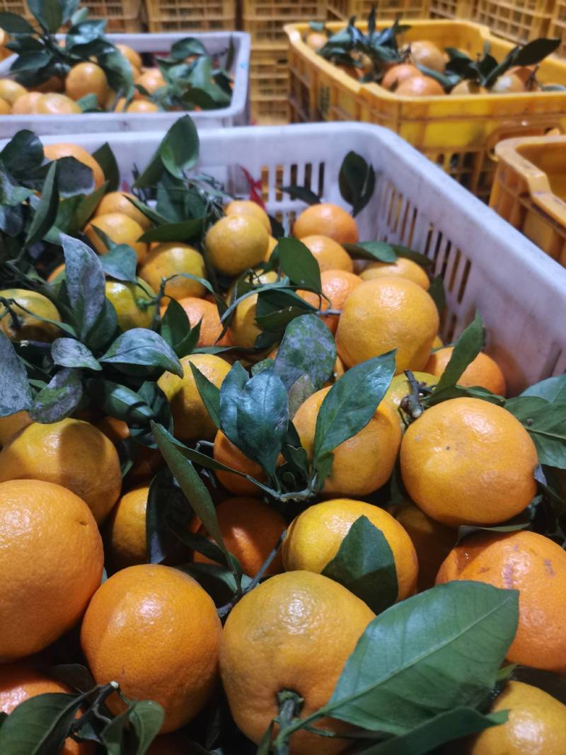 湖北宜昌蜜橘大量走货，国庆蜜橘颜色红，口感甜，入口化渣！