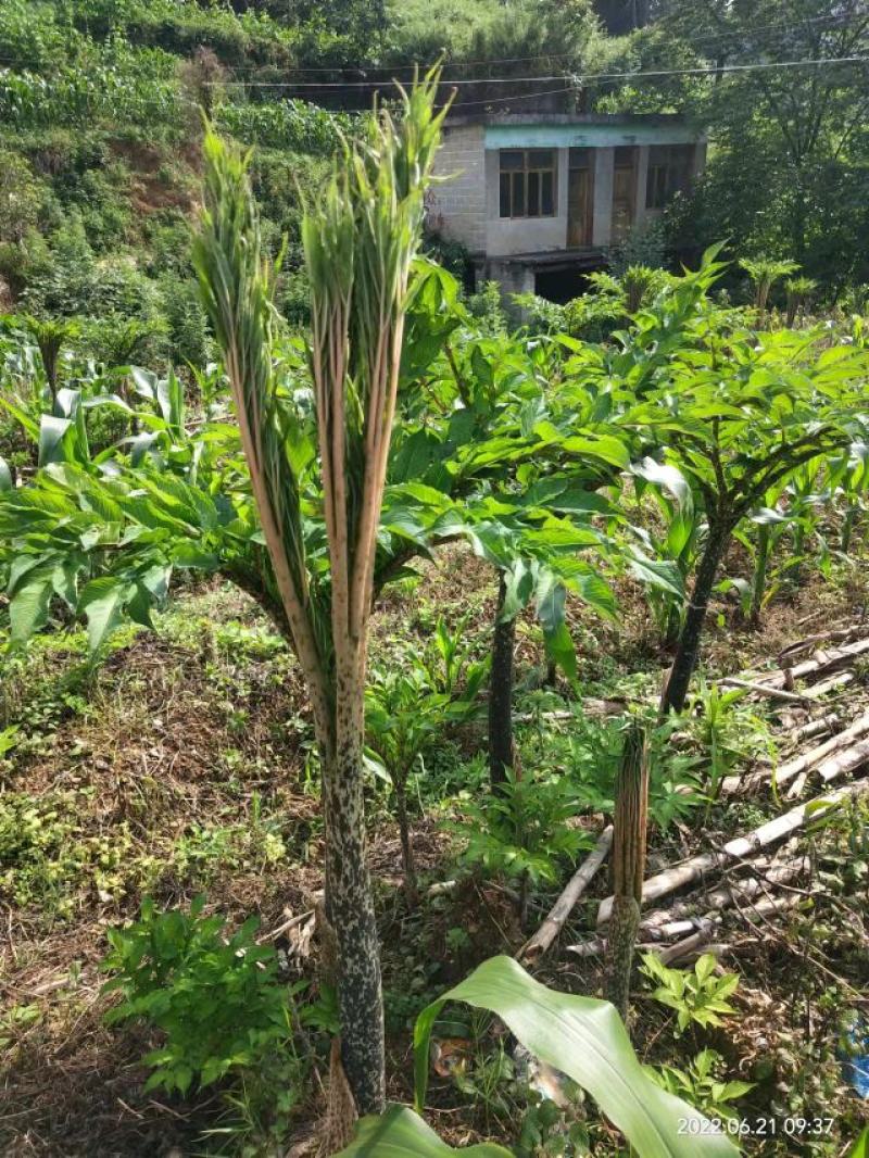 魔芋种大量供应花魔芋种子视频看货价格优惠