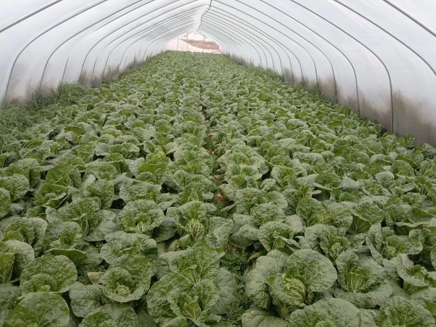 娃娃菜种植基地实景图