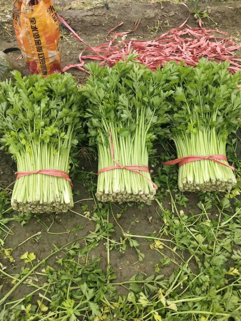 万亩芹菜基地精品芹菜产地直供中小颗芹菜诚信代收