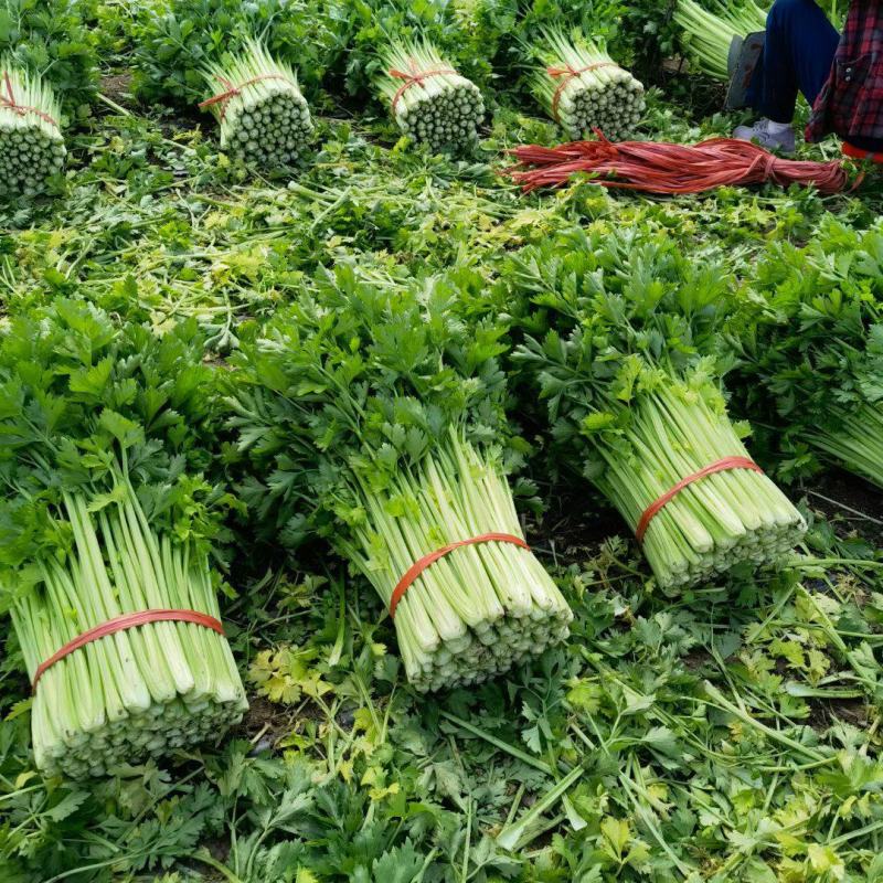 万亩芹菜基地精品芹菜产地直供中小颗芹菜诚信代收
