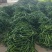 精品线椒产地直发新鲜供应质量保证
