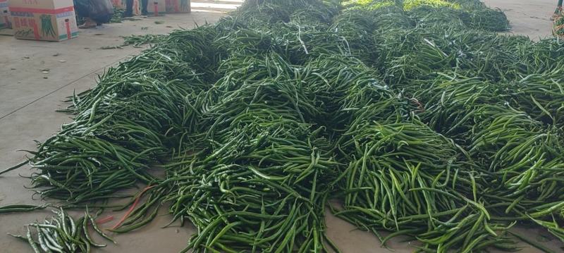 精品线椒产地直发新鲜供应质量保证