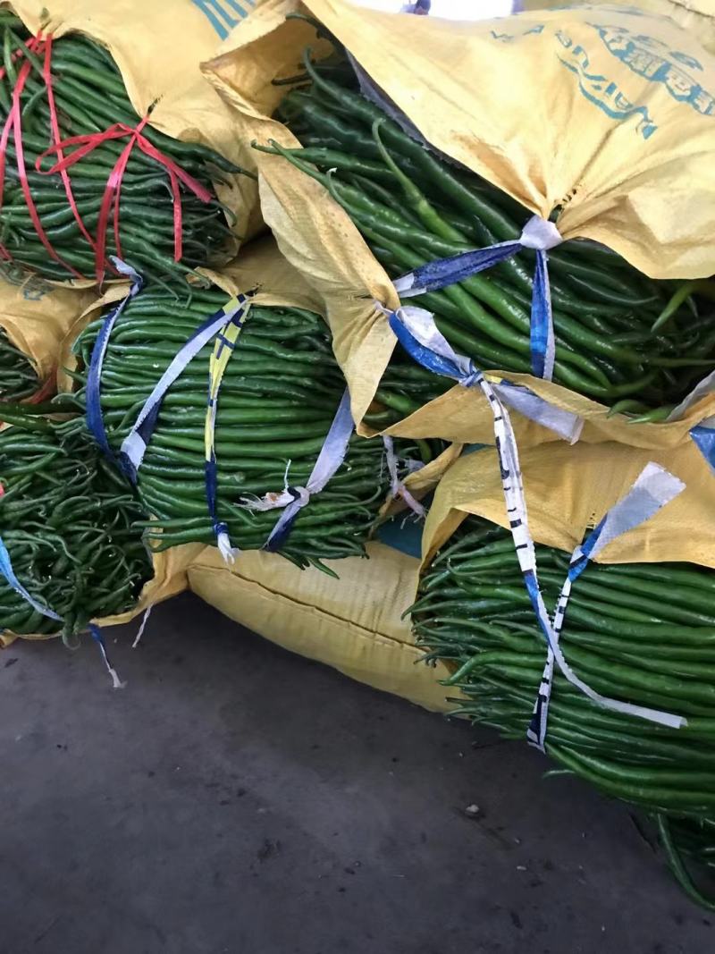 精品线椒产地直发新鲜供应质量保证