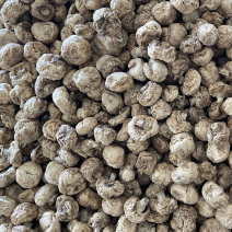甘肃大量干双孢菇