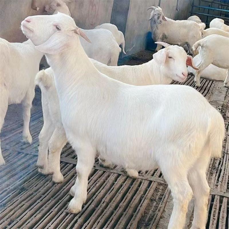 美国白山羊怀孕母羊种公羊包运输全国发货