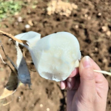云南凉薯豆薯基地直发，对接全国一条龙服务