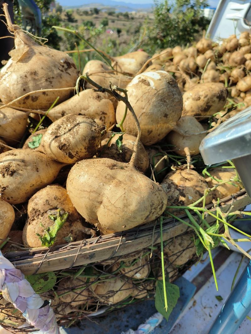 云南凉薯豆薯基地直发，对接全国一条龙服务