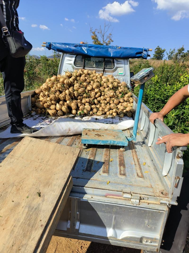 云南凉薯豆薯基地直发，对接全国一条龙服务
