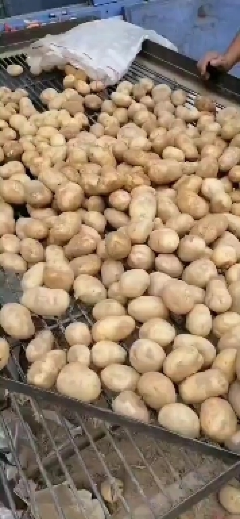 土豆种子，农业大学培育，基地内蒙，发货从北京发