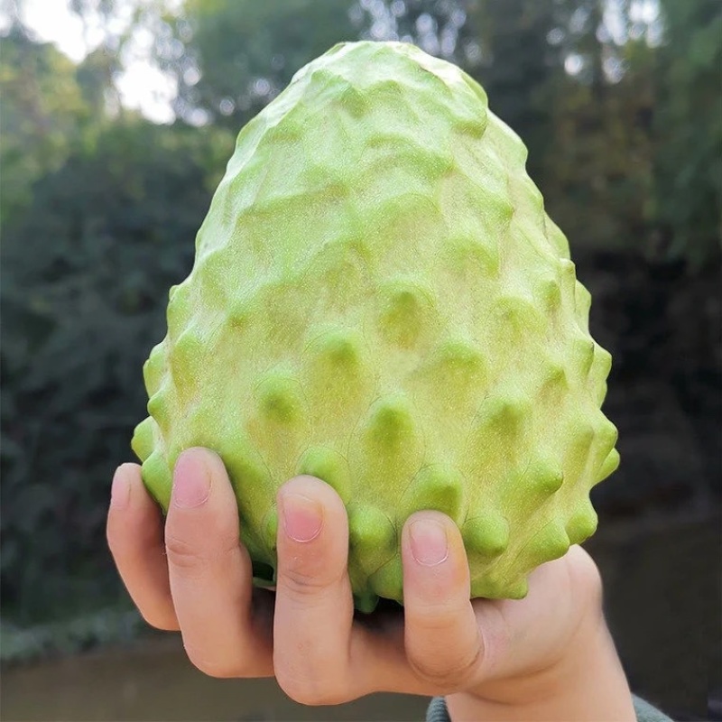 新鲜牛奶释迦果，果园发货现摘现发可视频看货提供电商