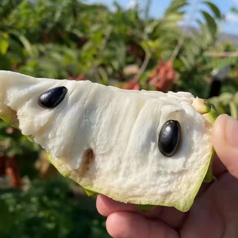 新鲜牛奶释迦果，果园发货现摘现发可视频看货提供电商