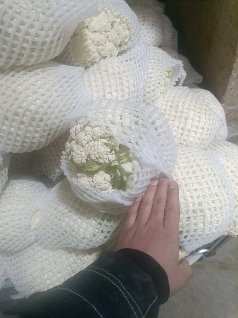 精品泾阳松花，花菜大量上市，产地直发，量大价优