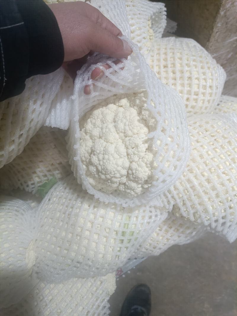 精品泾阳松花，花菜大量上市，产地直发，量大价优