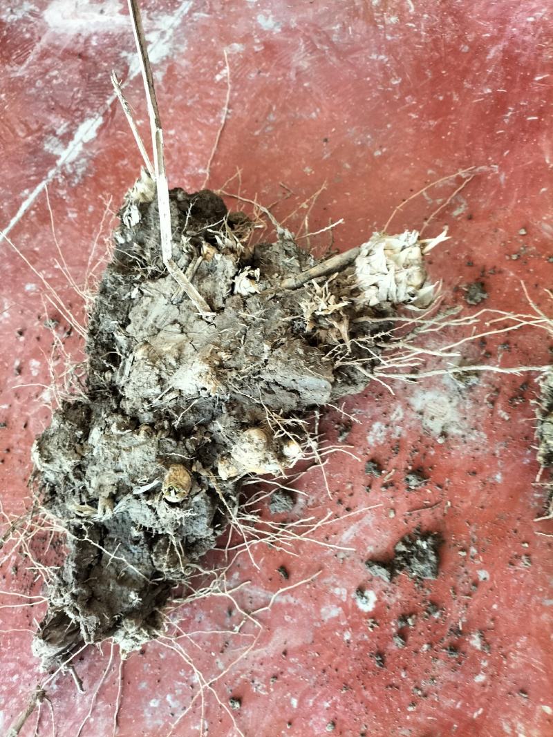 卖绿州一号牧草种苗，基地直供，货源充足