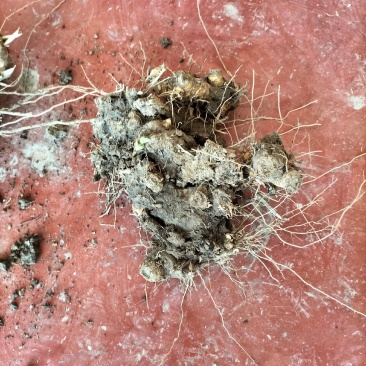 卖绿州一号牧草种苗，基地直供，货源充足