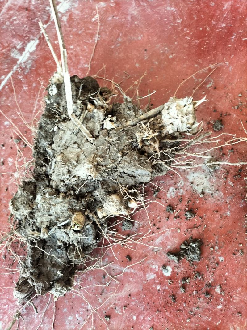 卖绿州一号牧草种苗，基地直供，货源充足