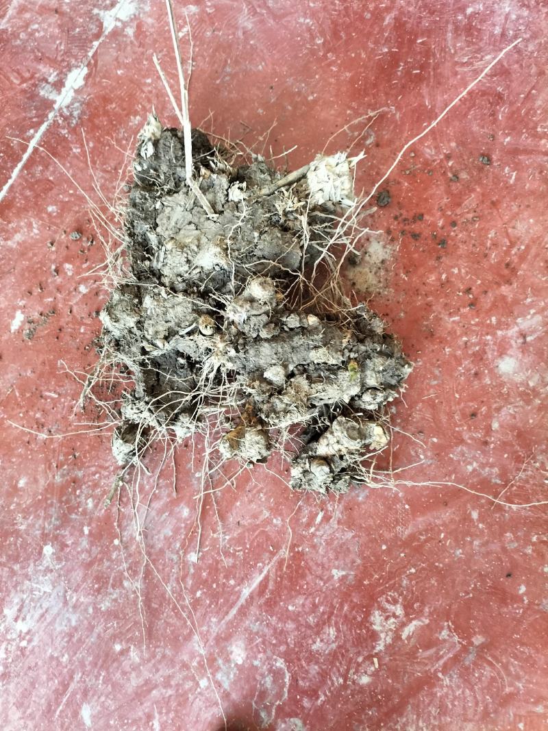卖绿州一号牧草种苗，基地直供，货源充足