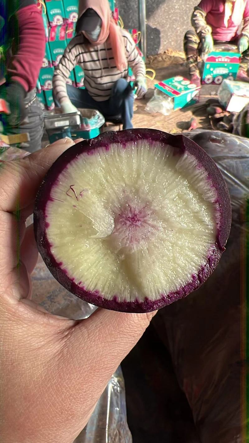 潍县青萝卜，潍坊青萝卜，水果萝卜(产地直供)货源充足