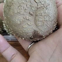 梨木香菇