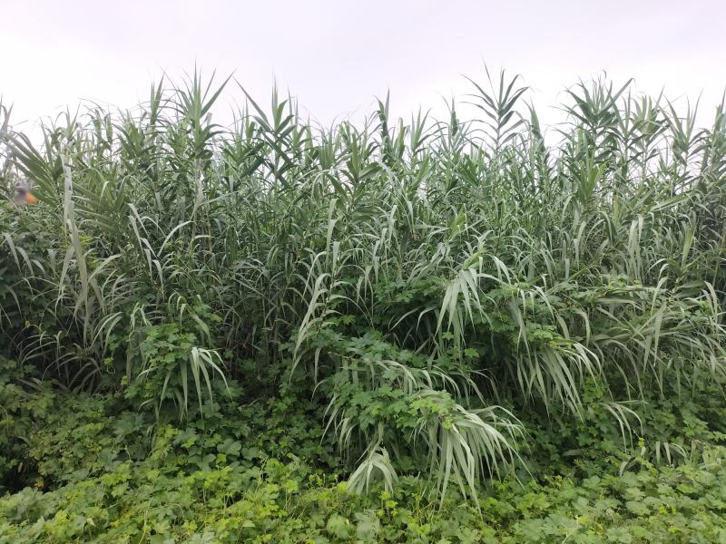 卖绿州一号牧草种苗，基地直供，货源充足