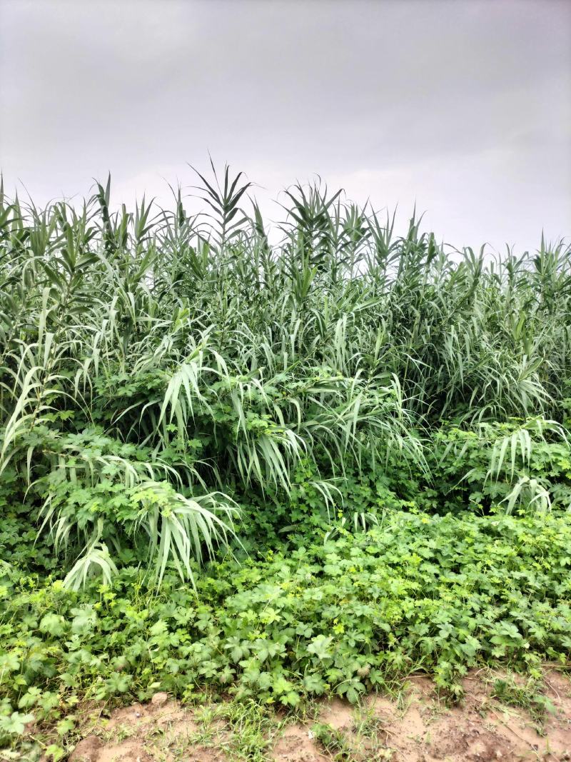 卖绿州一号牧草种苗，基地直供，货源充足