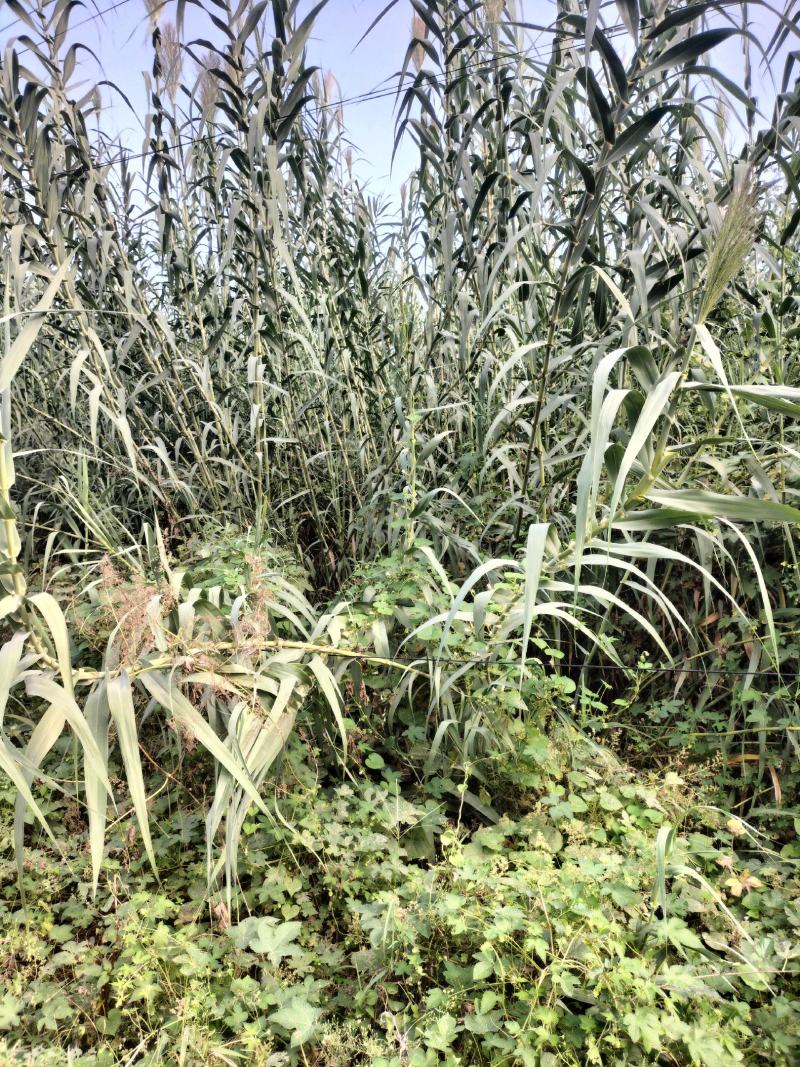 卖绿州一号牧草种苗，基地直供，货源充足