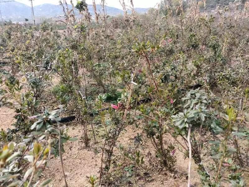 杜鹃，精品映山红，产地货源，品质保证，欢迎下单