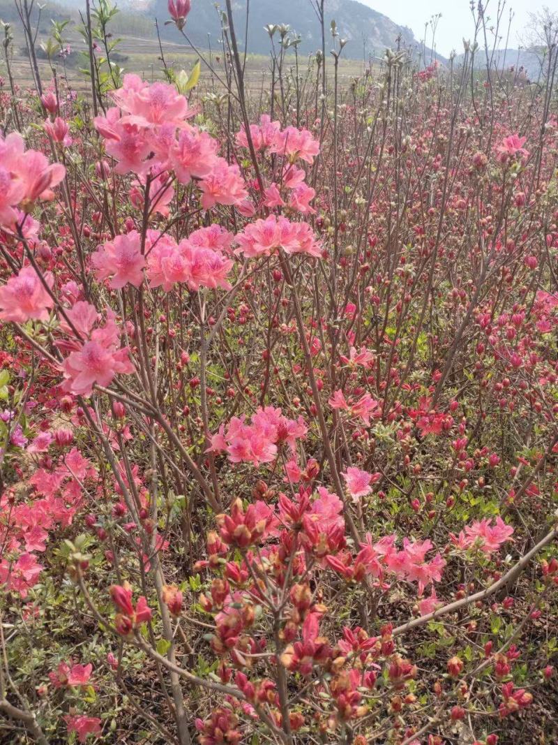杜鹃，精品映山红，产地货源，品质保证，欢迎下单