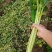 【价格便宜】常年供应优质芹菜、西芹叶绿茎亮、基地供货
